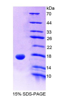 Figure 1. SDS-PAGE
