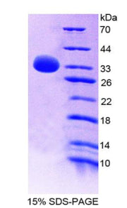 Figure 1. SDS-PAGE