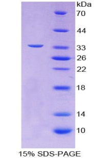 Figure 1. SDS-PAGE
