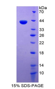 Figure 1. SDS-PAGE