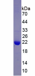 Figure 2. SDS-PAGE