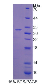 Figure 1. SDS-PAGE