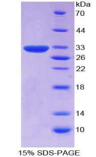 Figure 3. SDS-PAGE