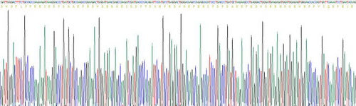 Recombinant Mouse Calreticulin (CALR)