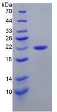 Figure 3. SDS-PAGE