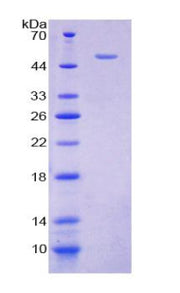 Figure 1. SDS-PAGE