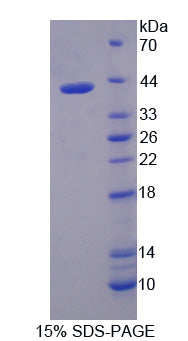 Figure 1. SDS-PAGE