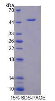 Figure 1. SDS-PAGE