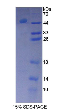 Figure 1. SDS-PAGE