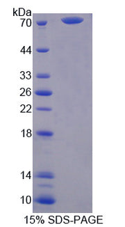 Figure 1. SDS-PAGE