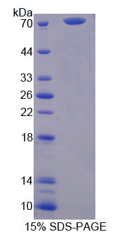Figure 1. SDS-PAGE