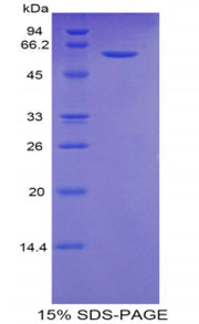Figure 1. SDS-PAGE