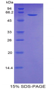 Figure 1. SDS-PAGE