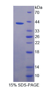 Figure 1. SDS-PAGE
