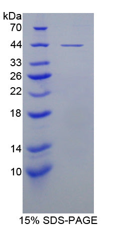 Figure 1. SDS-PAGE