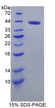 Figure 1. SDS-PAGE