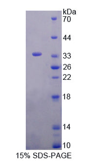 Figure 1. SDS-PAGE