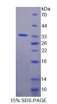 Figure 1. SDS-PAGE