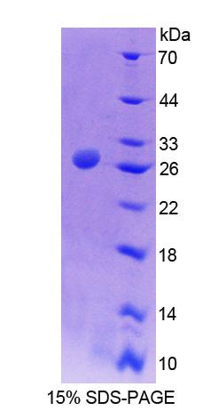 Figure 1. SDS-PAGE