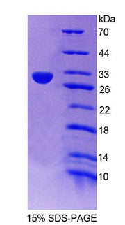 Figure 1. SDS-PAGE