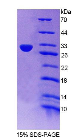 Figure 1. SDS-PAGE