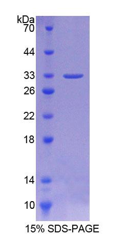 Figure 1. SDS-PAGE