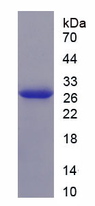 Figure 1. SDS-PAGE