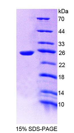 Figure 1. SDS-PAGE
