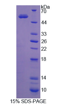 Figure 1. SDS-PAGE