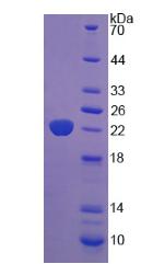 Figure 2. SDS-PAGE