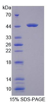 Figure 1. SDS-PAGE
