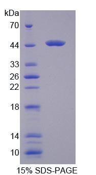 Figure 1. SDS-PAGE