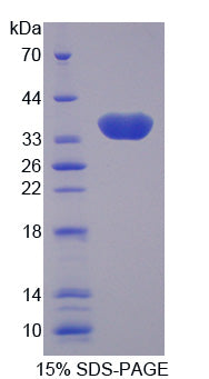Figure 1. SDS-PAGE