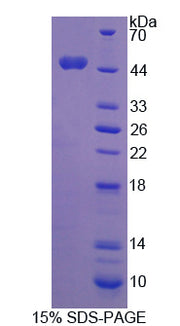 Figure 1. SDS-PAGE