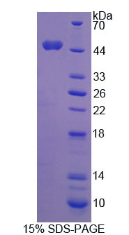 Figure 1. SDS-PAGE