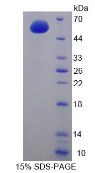 Figure 1. SDS-PAGE