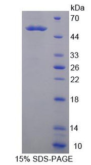 Figure 1. SDS-PAGE