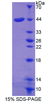 Figure 1. SDS-PAGE