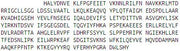 Recombinant Asparagine Synthetase (ASNS), RPU52879