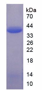 Figure 2. SDS-PAGE