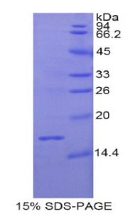 Figure 1. SDS-PAGE