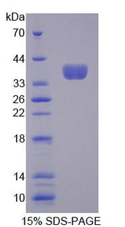 Figure 1. SDS-PAGE
