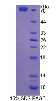 Figure 1. SDS-PAGE
