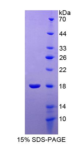Figure 1. SDS-PAGE