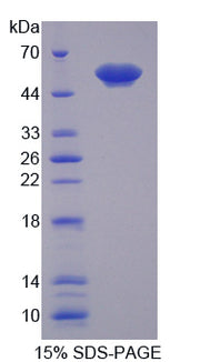 Figure 1. SDS-PAGE