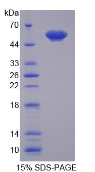 Figure 1. SDS-PAGE