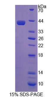 Figure 1. SDS-PAGE