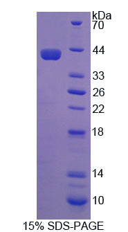 Figure 1. SDS-PAGE