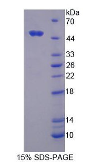 Figure 1. SDS-PAGE
