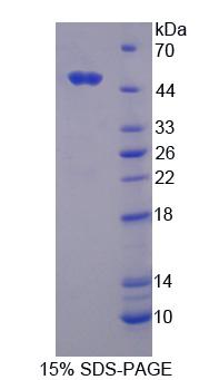 Figure 1. SDS-PAGE